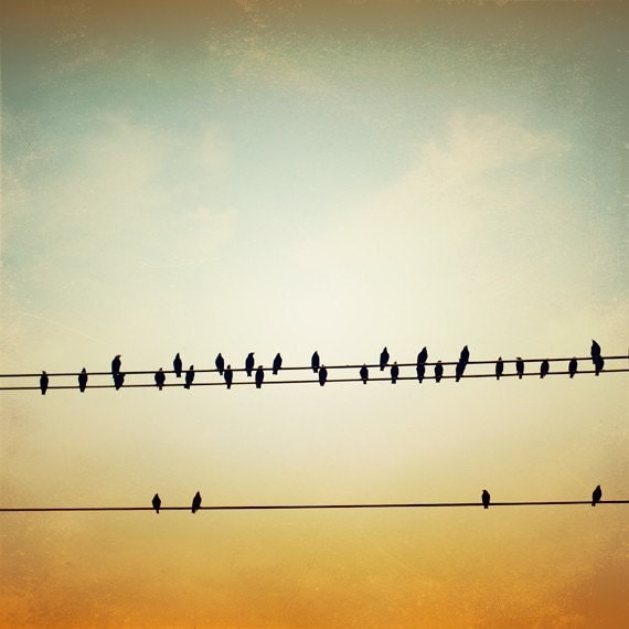 Wall Art Photography fine art photography bird on wire wall art prints gold photo Wall Art Photography fine art photography bird on wire wall art prints gold photo