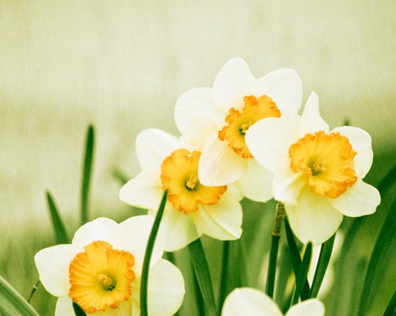 hazy spring daffodil photo with white petals and orange centers