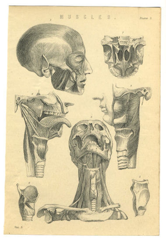 antique-prints-human-muscle-anatomy-1800-s