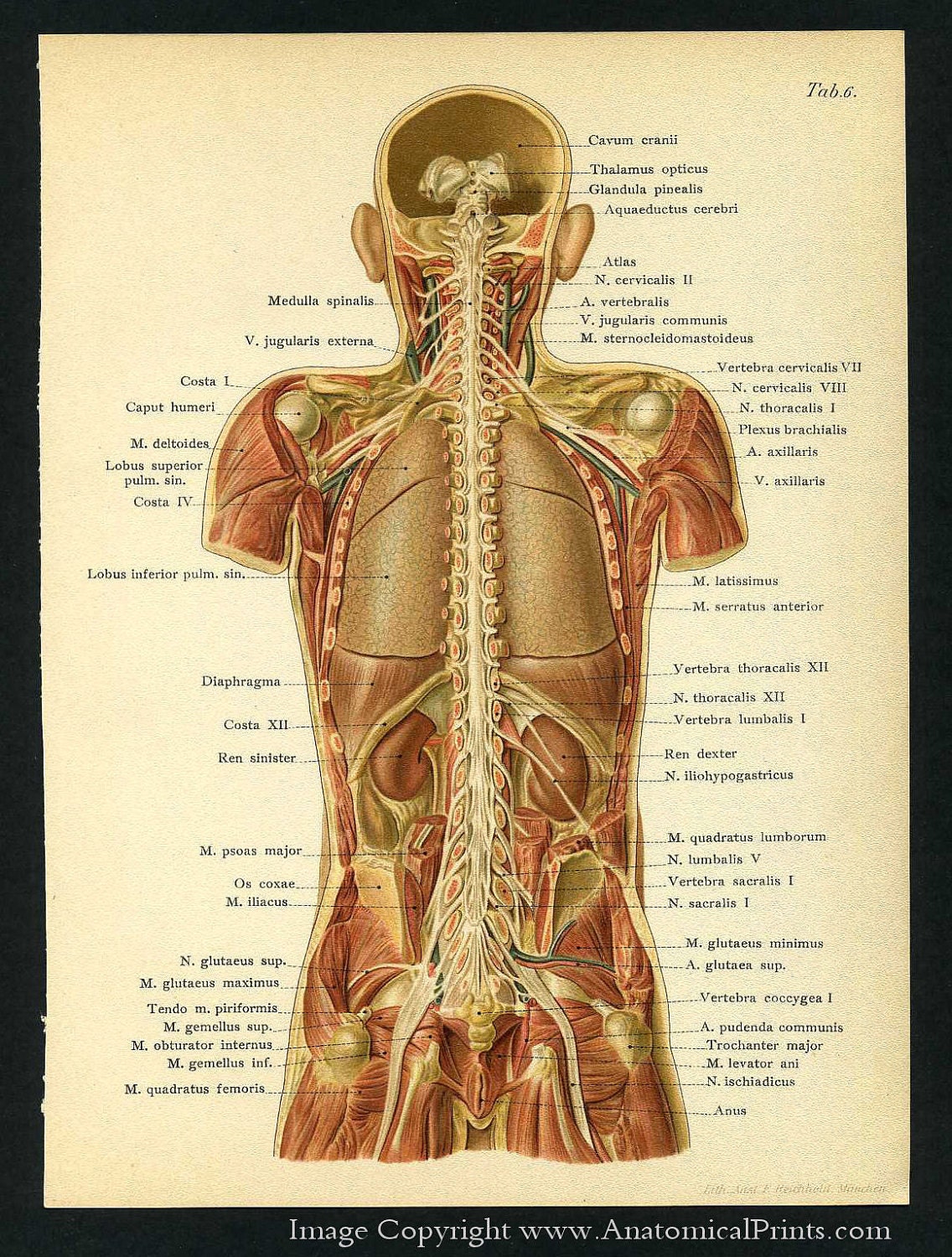 1905 Human Anatomy Antique Print Brain Spine