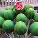 Watermelon Cake Pops / 1 Dozen / Wedding, Birthday, Picnic, BBQ, Summer / Chocolate, Coconut, etc.