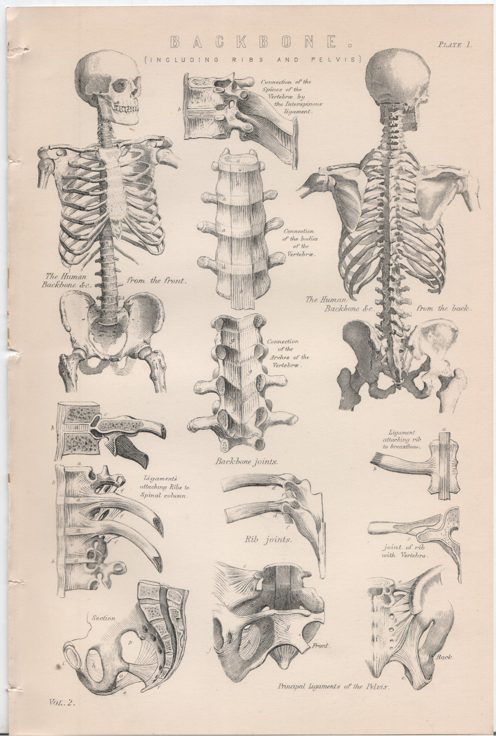 Anatomy Vintage 119