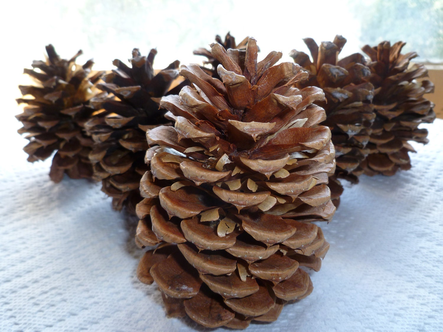 6 Ponderosa Pine Cones From Oregon