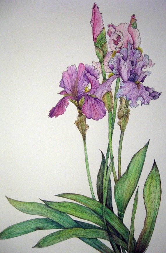 Purple Iris by BJRosendaleArt on Etsy