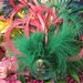 Green and pink feathered headpiece with a dragonfly glass button.