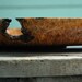 Large Maple Burl Bowl Centerpiece