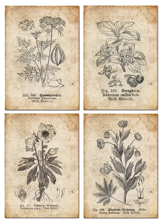 Vintage Botanical floral plants Old paper drawing set of