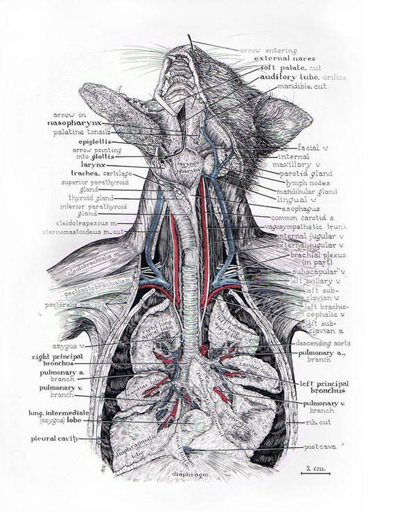The Respiratory System Vintage Cat Anatomy Plate 55 Pg. 152