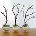 Modern Globe Manzanita Beach Forest Moss Terrarium