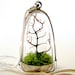 FREE Shipping and Free Gift Wrap Terrarium Necklace: Modern Tree and Moss Terrarium Necklace