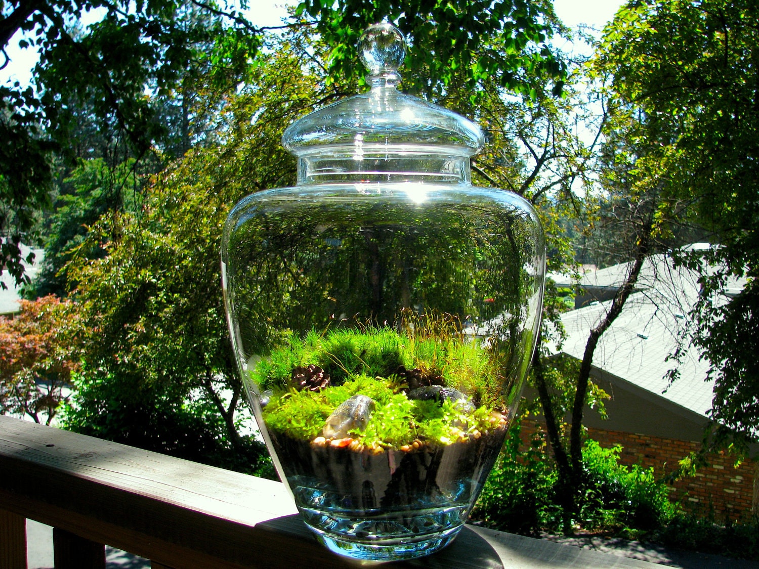 Elegant Large Apothecary Jar Moss Terrarium
