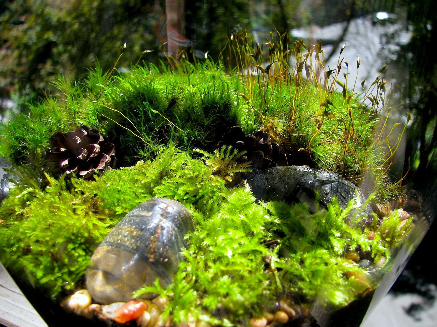 Elegant Large Apothecary Jar Moss Terrarium