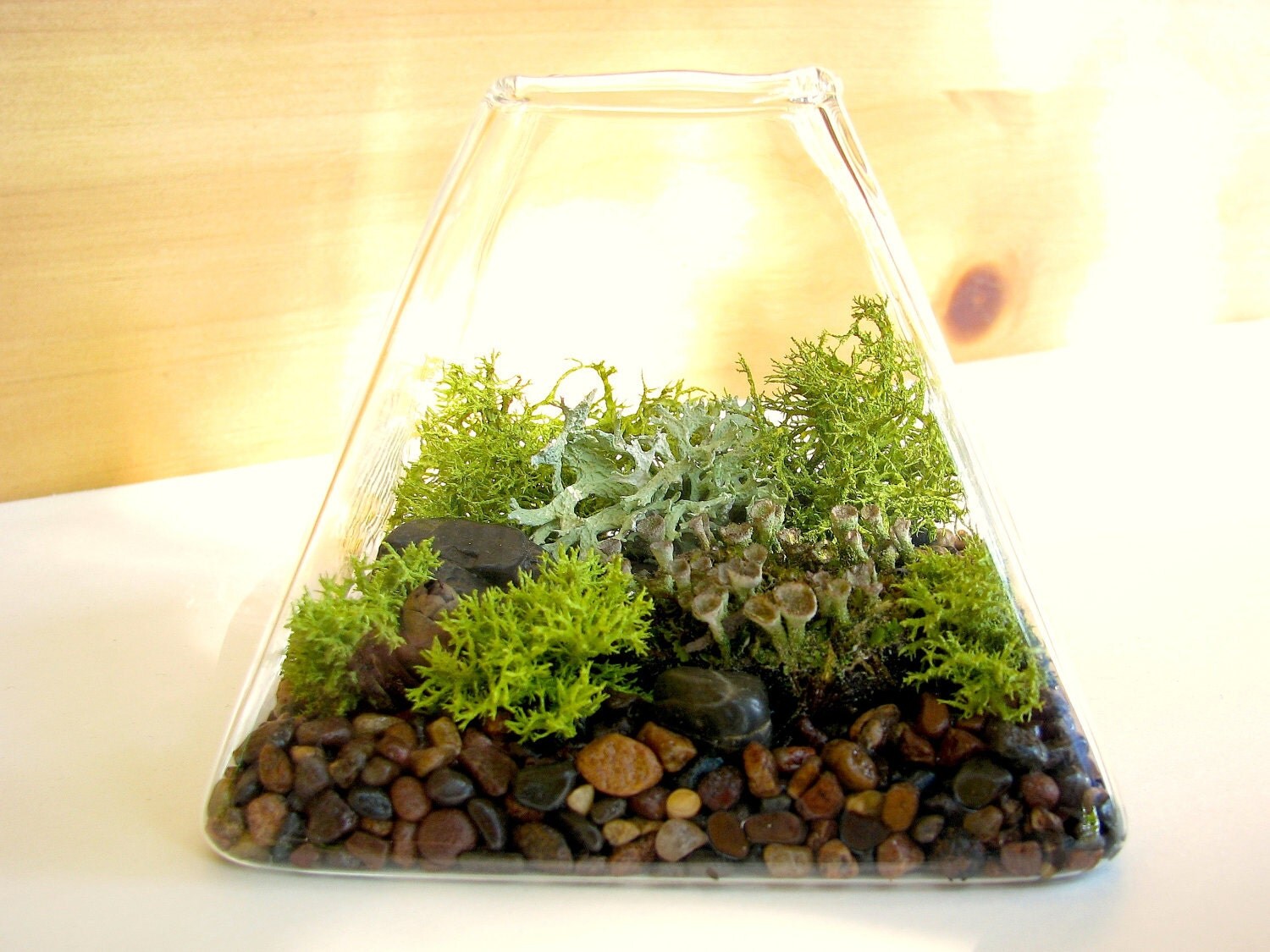 Modern Pyramid Lichen Moss Terrarium