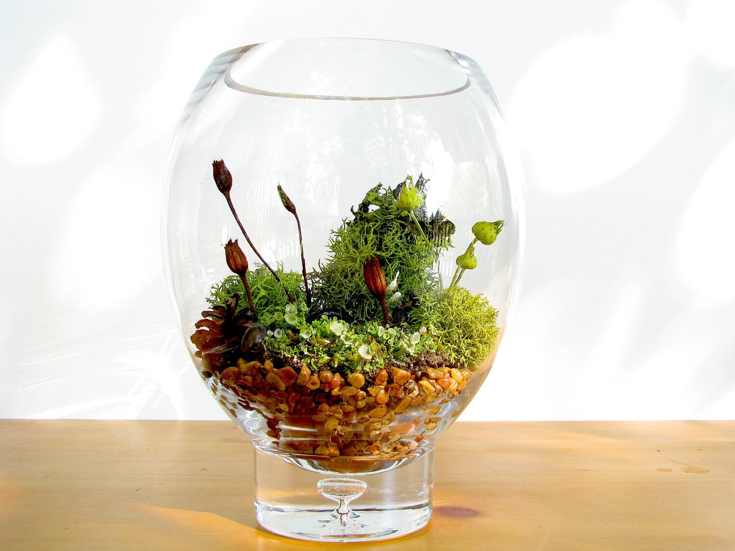 Modern Lichen Terrarium Lovely Lichen Vase Terrarium