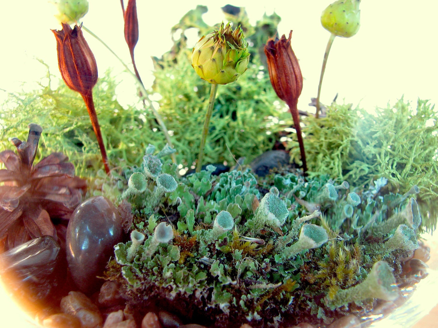 Modern Lichen Terrarium Lovely Lichen Vase Terrarium