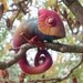 Colorful Autumn Chameleon stuffed toy