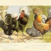 Antique 1871 Polish Hens Print. Ideal For Framing