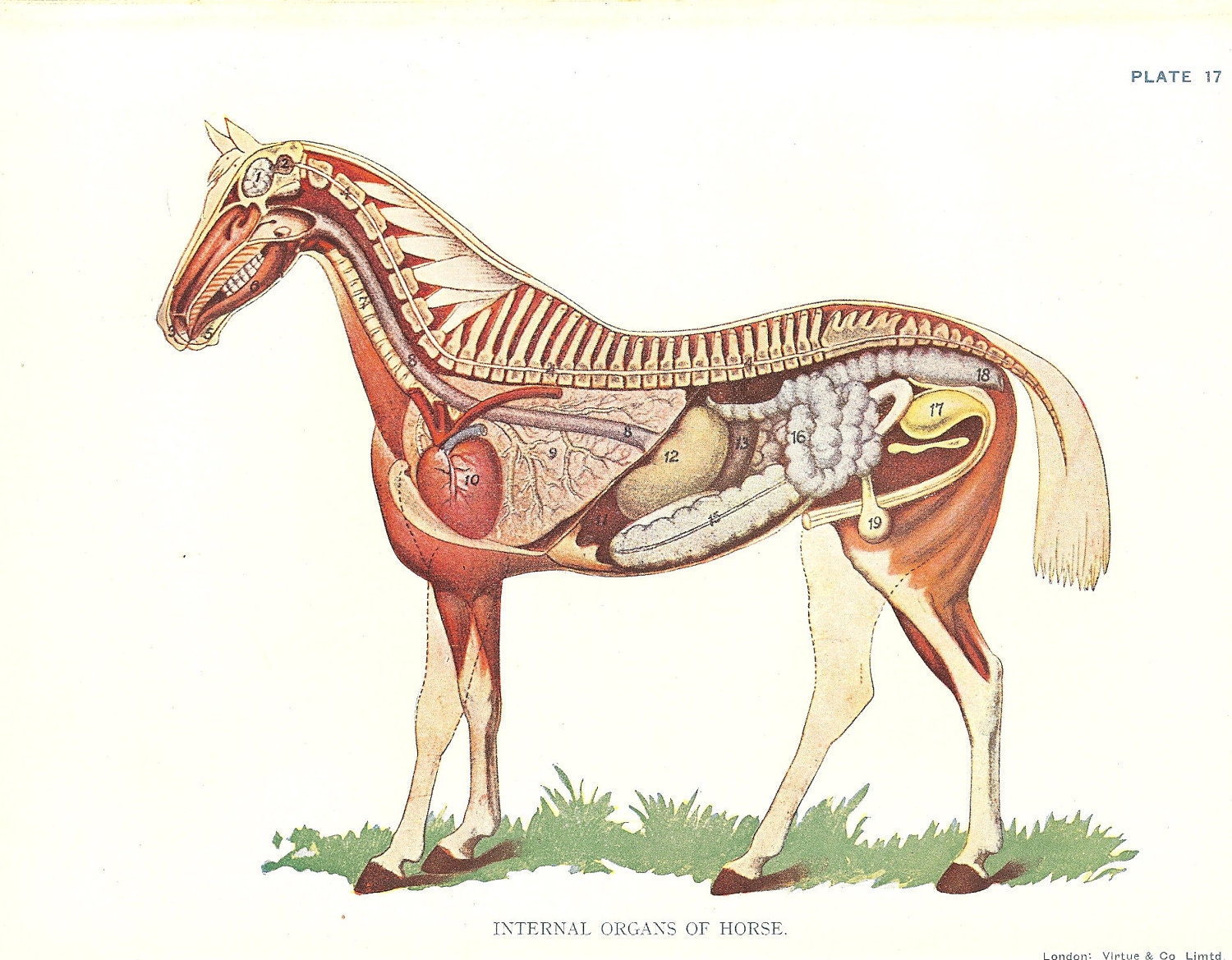 Horse Veterinary Print 1920s Internal Organs Of Horse