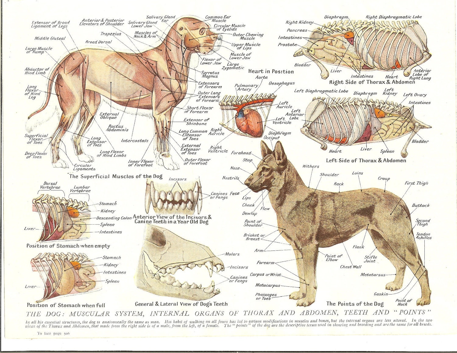 1930s Veterinary Colour Print The Dog. Muscular System