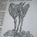RESERVED FOR J - Vintage/Antique English Gardening Book - The Big Book of Gardening Illustrated by Charles Boff