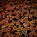 RESERVED LISTING for Susan Orange Black Butterfly Cotton Quilting Fabric 7 Yards