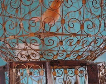 Orange Bird In A Rusted Ornate Metal Bird Cage, Fine Art Photography Print, Blue, Metal Birdcage Home Decor, Wall Art, Photo Prints