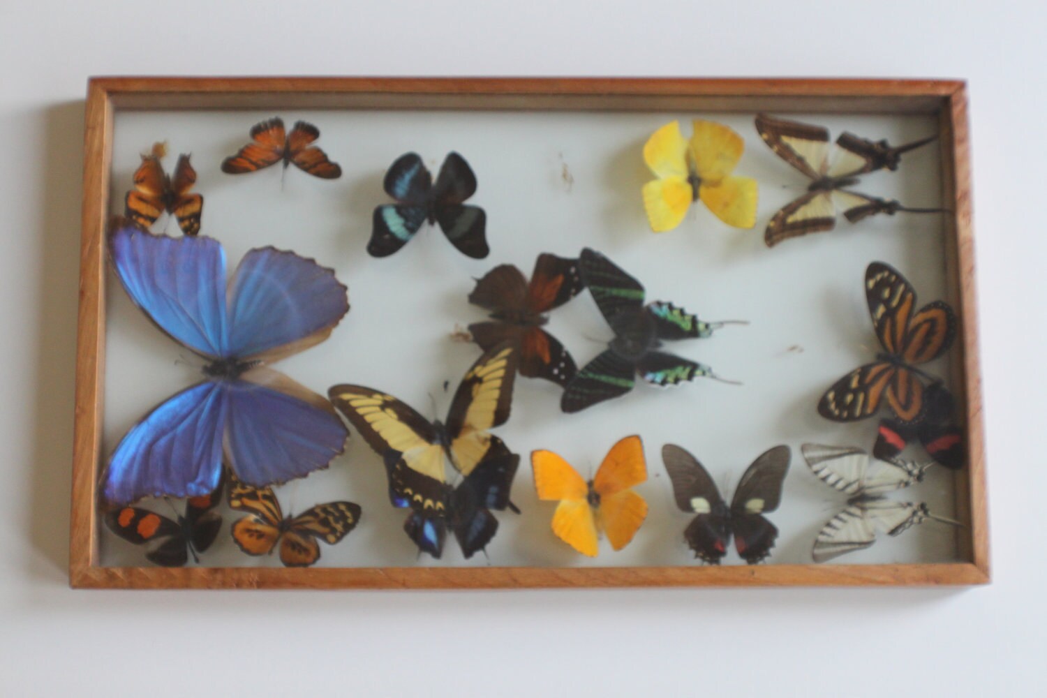 Vintage Butterfly Specimen Collection In Glass Display Box