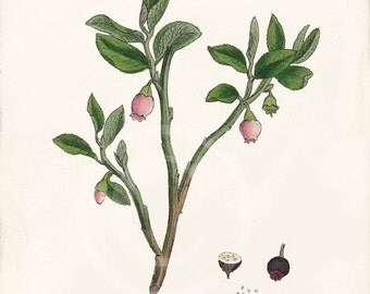 Antique Botanical Art Print 5 x 7 Natural by 1001treasures