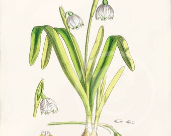 Antique Tulip Fine Art Print 5 x 7 Tulipa by 1001treasures