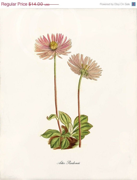 Antique Botanical Art Print 8x10 Aster