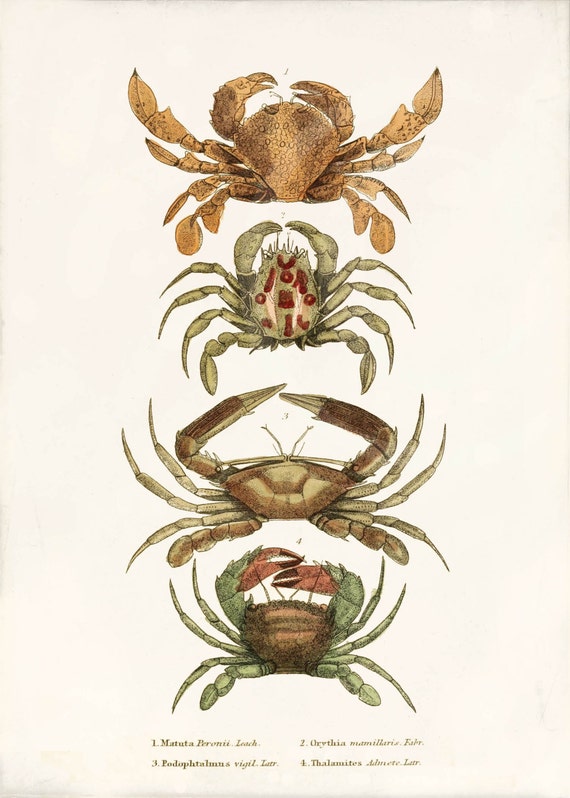 Antique Crab Art Print 5 x 7 Crabs by 1001treasures on Etsy