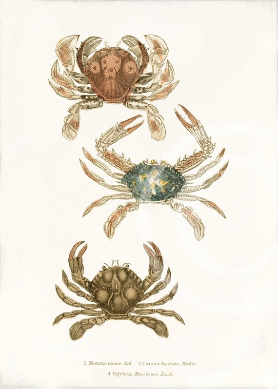 Antique Crab Art Print Crabs 1 Natural History by 1001treasures