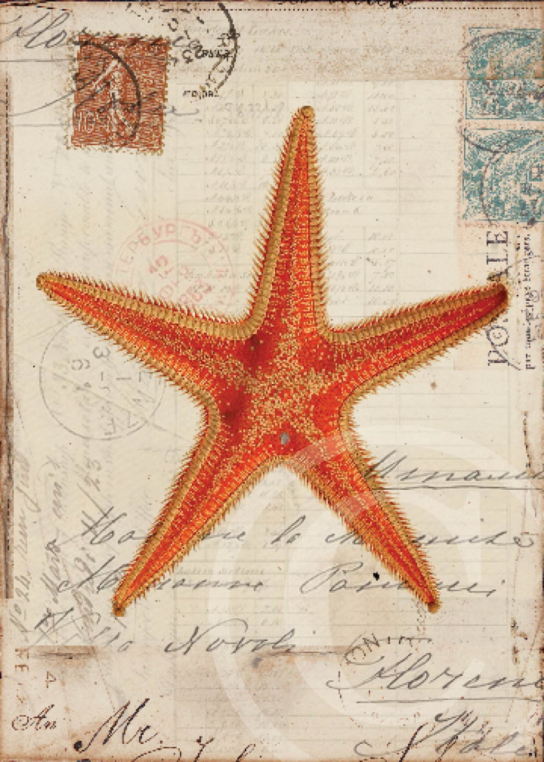 It's just a picture of Shocking Printable Star Fish It is an image of Shocking Printable Star Fish