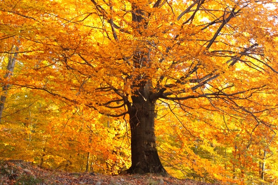 Items similar to Fall Tree Art Print, golden leaves