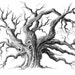 Pencil Drawing, Oak Tree, Black and White Archival, 5" x 7" Print, 'Spirit Tree'