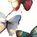 butterfly postcards from original watercolour paintings