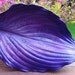 Purple Hasta concrete leaf casting