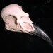 Raven's Skull a Nature Casting