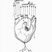 anatomical heart drawing - black and white - line drawing - original