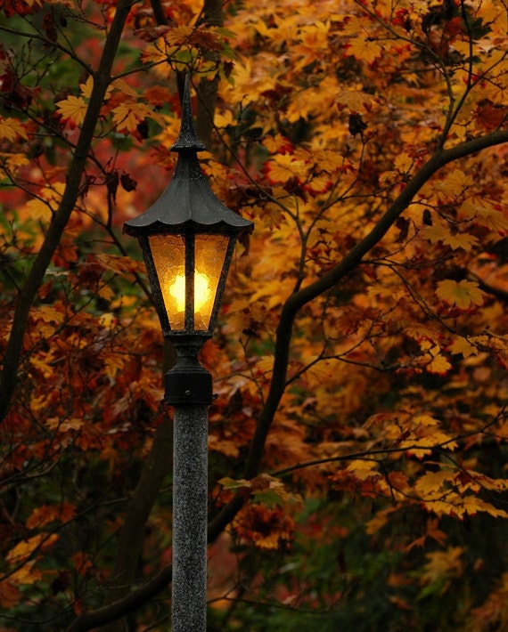 An 8" x 10" Lampost Photo, Light in the autumn woods