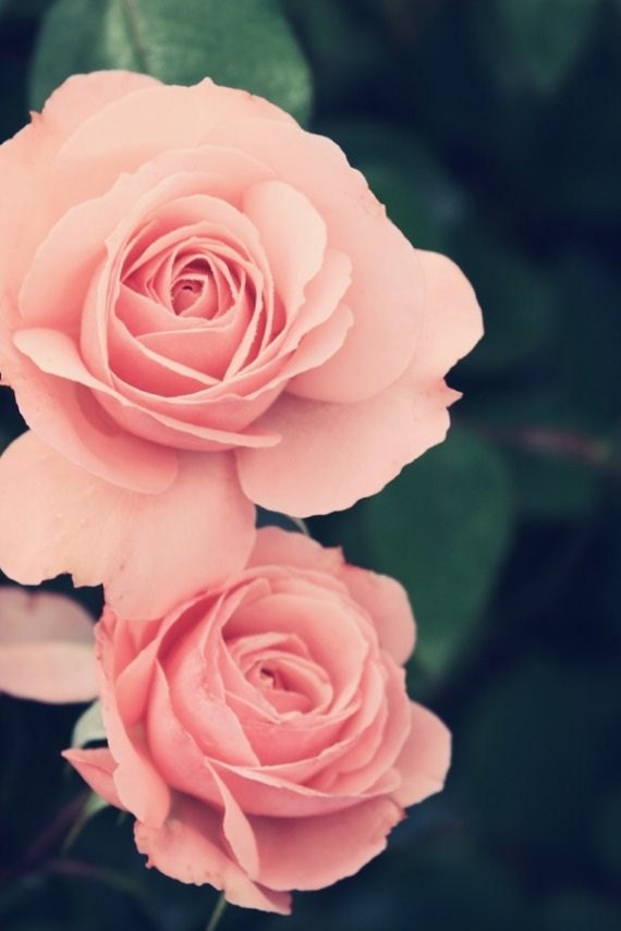 Items similar to Rose Photography, Shabby Chic Photo. Pink Rose Photo ...