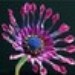 UniqueDesignsbySuzie