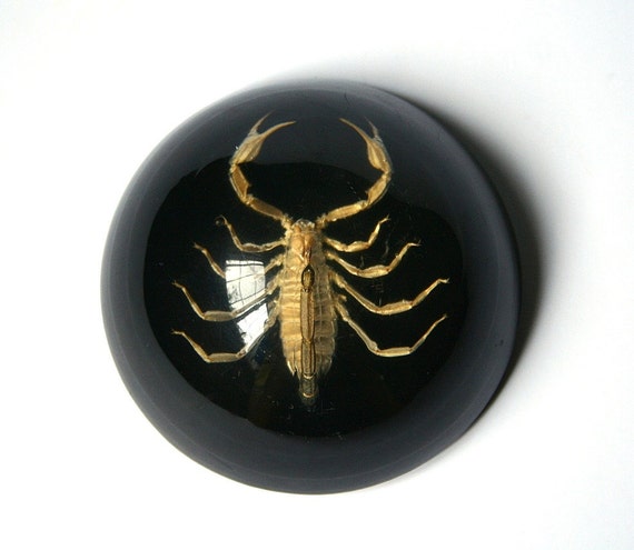 Scorpion paperweight vintage paperweight