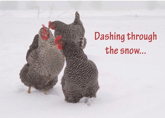 give chickens for christmas