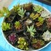 Twenty five 1 inch to 2 inch or longer unrooted succulent cuttings all for twenty five dollars.