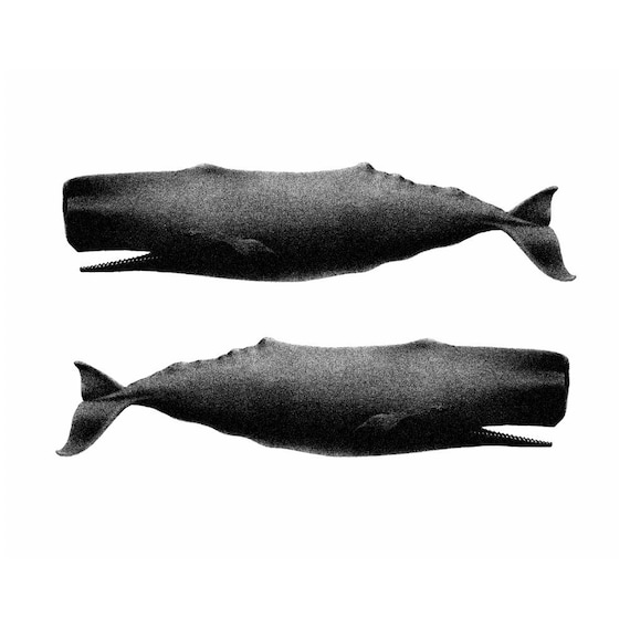 Twin Whales Nautical Vintage Style Art Print Beach House Decor Black and White