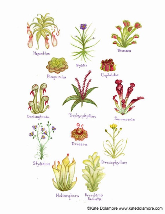 Carnivorous Plants Field Guide Art Print / by KateDolamore