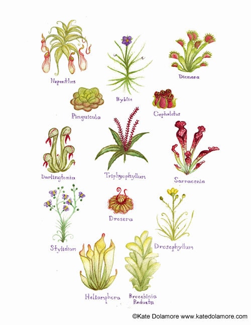 Carnivorous Plants Field Guide Art Print By Katedolamore On Etsy