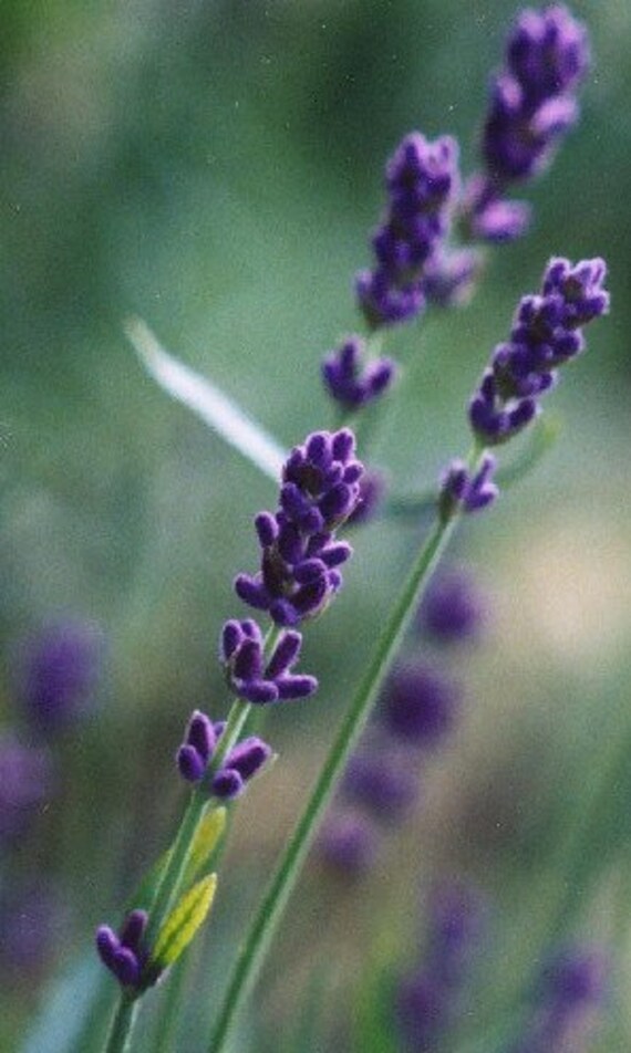 100 English Lavender Seeds from Organic Plants by