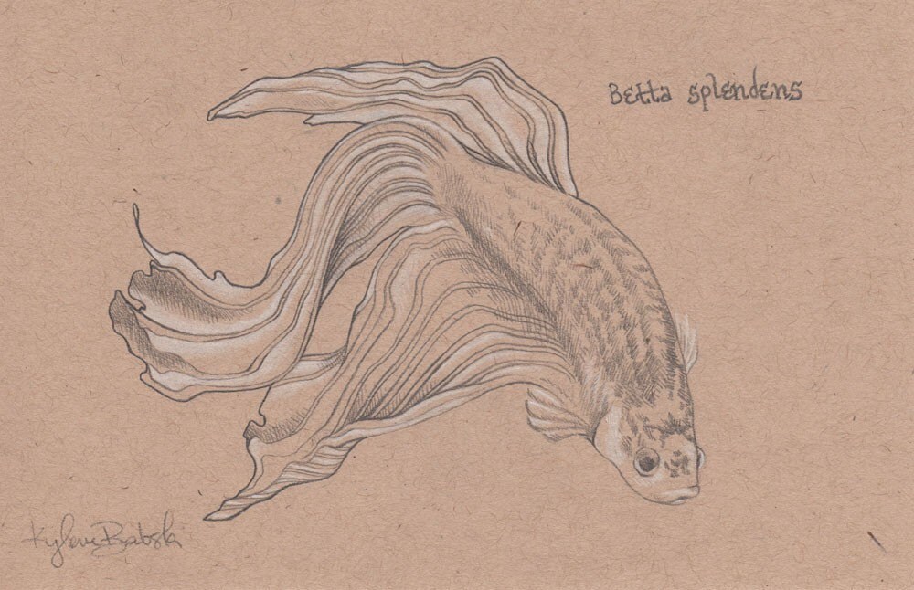 Original Pencil Drawing of a Betta Fish Betta Splendens